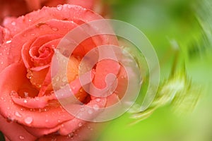 Pink rose flower. Abstract blurred festive background with free space for an inscription. Side view