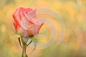 Pink rose flower. Abstract blurred festive background with free space for an inscription. Side view