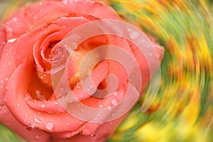 Pink rose flower. Abstract blurred festive background with free space for an inscription. Side view