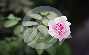Pink rose flower arrangement Beautiful bouquet on blurred of nature background symbol love Valentine Day beautiful in nature