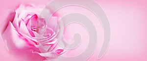 Pink rose flower background