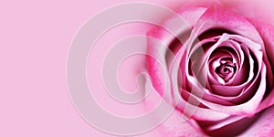 Pink rose flower background