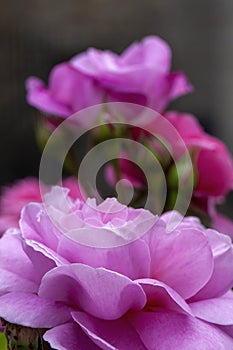 Pink rose flower bloom in the garden