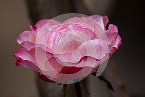 A pink rose flower bloom in the garden