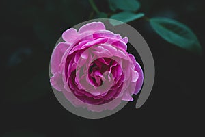 Pink rose flower bloom on a leafs background