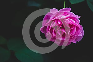 Pink rose flower bloom on a leafs background