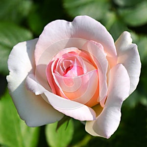 Pink rose flower blooming brightly illuminated.
