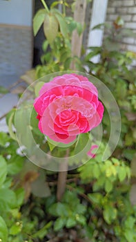 Pink rose flower blooming in the right timing