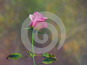 Pink Rose flower blooming in spring flower garden