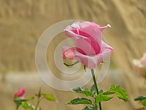 Pink Rose flower blooming in spring garden on blurred background