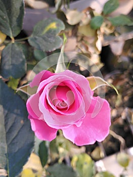 Pink rose flower blooms in pot in garden