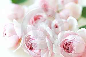 Pink rose flower blossoms floral background