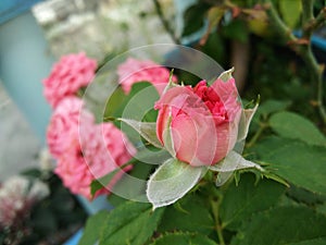 Pink rose flower bud and blurred background