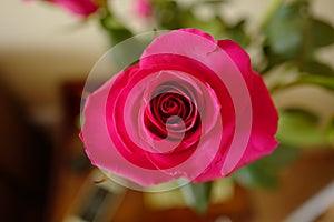 Pink rose flower bud