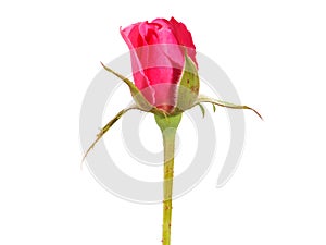 Pink rose flower bud isolated on white