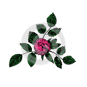 Pink rose flower bud, leaves and blossom top view, hand drawn doodle, sketch, vector