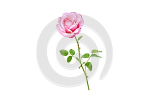 Pink rose flower bud and leaves branch. Transparent png additional format