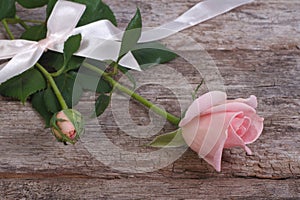 Pink rose flower with buds fight with ribbon and bow