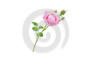 Pink rose flower, buds and leaves branch. Transparent png additional format