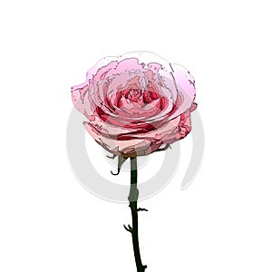 Pink rose flower in cartoon style isolated on white background.