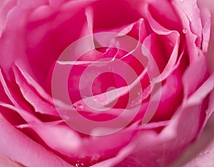 Pink rose flower close up for background and soft focus horizontal shape