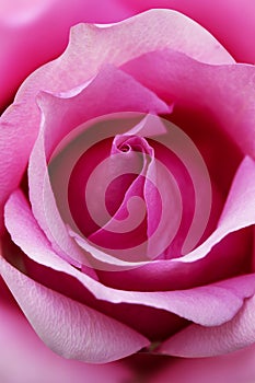 Pink rose flower close up for background and soft focus vertical shape