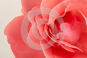 Pink rose flower, close-up, macro, background low key