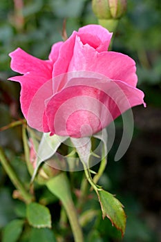Pink rose flower close-up photo with blurred dark green background. Stock photo of gentle blooming plant