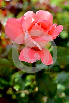 Pink rose flower close-up photo with blurred dark green background. Stock photo of gentle blooming plant