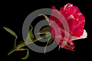 Pink rose flower closeup