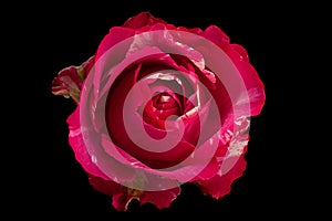 Pink rose flower closeup