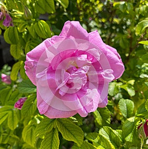 Pink rose flower closeup Rugosa blossom