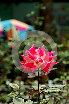 pink rose flower closeup shot