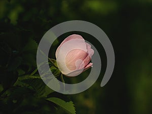 Pink rose flower closeup in wild