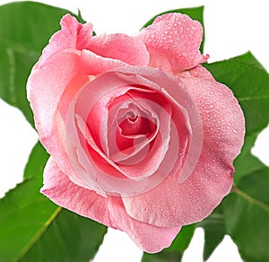 Pink rose flower covered dew