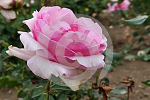 Pink rose flower cultivar History established by german rose breeding company Tantau photo