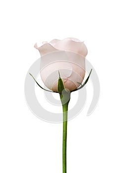 Pink rose flower edgewise isolated on white background, soft focus and clipping path