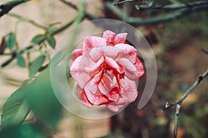 Pink rose flower in the evening photography