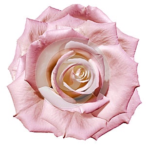 Pink rose flower. Flower isolated on a white background. No shadows with clipping path. Close-up.