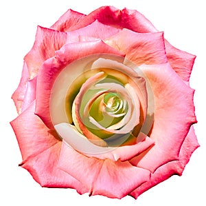 pink rose flower. Flower isolated on a white background. No shadows with clipping path. Close-up.