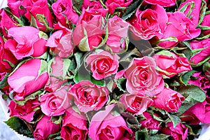 Pink rose flower fresh petal blooming with water drops top view for  background