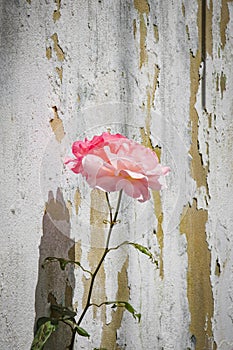 Pink rose flower in front of a grunge wall with peeling paint