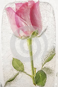 Pink rose flower frozen in ice