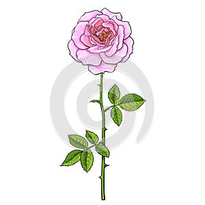 Pink rose flower fully open with green leaves and long stem. Realistic hand drawn vector illustration in sketch style