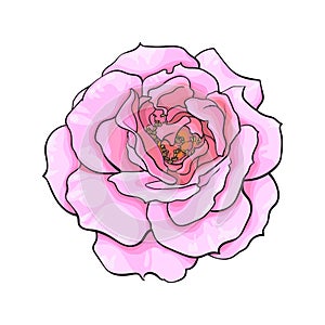 Pink rose flower fully open. Realistic hand drawn vector illustration in sketch style isolated on white background.
