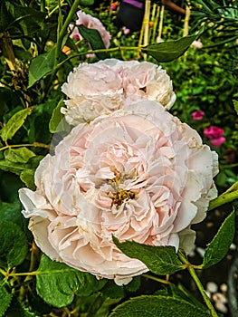 Pink rose in flower garden