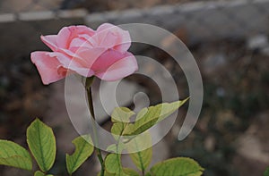 Pink rose flower in the garden