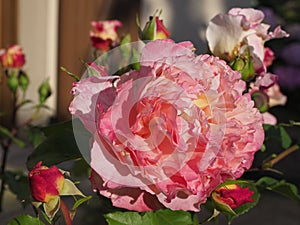 Pink rose flower in a garden