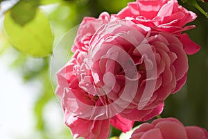 Pink Rose in flower garden