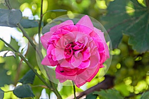 Pink rose flower, green branch plant, bokeh background